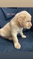 ELLA , a female Goldendoodle and Golden Retriever for sale in Paris, TX – 5 of 6