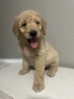 Luka, a male Goldendoodle for sale in Paris, TX – 6 of 10