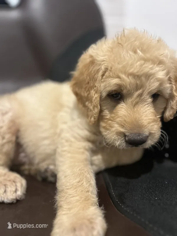MARSHALL  – Goldendoodle puppy for sale in Paris, TX