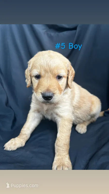Five Boy  – Goldendoodle, Golden Retriever puppy for sale in Paris, TX
