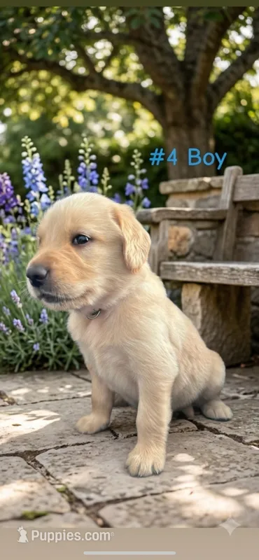 ROCKY  – Goldendoodle, Golden Retriever puppy for sale in Paris, TX
