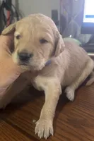 Marshall , a male Goldendoodle for sale in Paris, TX – 2 of 3