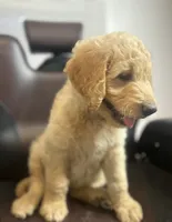Luka, a male Goldendoodle for sale in Paris, TX – 4 of 10