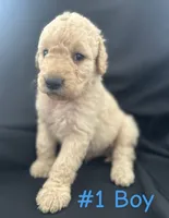 Rubble, a male Goldendoodle for sale in Paris, TX – 4 of 7