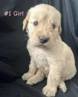 LIBERTY , a female Goldendoodle and Golden Retriever for sale in Paris, TX – 3 of 7