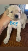Chase , a male Goldendoodle for sale in Paris, TX – 2 of 2