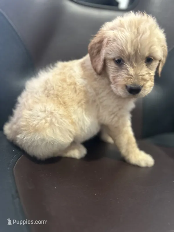 SKY  – Goldendoodle puppy for sale in Paris, TX
