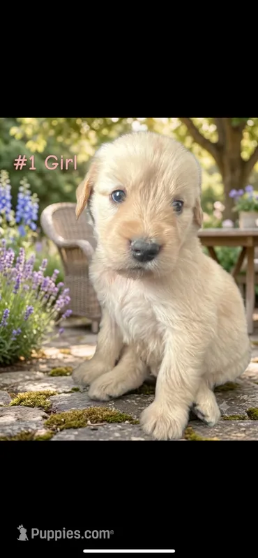 LIBERTY  – Goldendoodle, Golden Retriever puppy for sale in Paris, TX