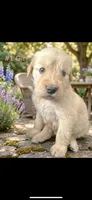 LIBERTY , a female Goldendoodle and Golden Retriever for sale in Paris, TX – 1 of 7