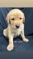 ELLA , a female Goldendoodle and Golden Retriever for sale in Paris, TX – 6 of 6