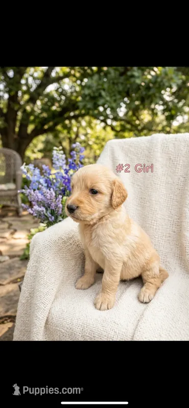 SKY  – Goldendoodle, Golden Retriever puppy for sale in Paris, TX