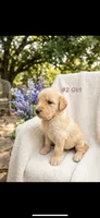 SKY , a female Goldendoodle and Golden Retriever for sale in Paris, TX – 1 of 5