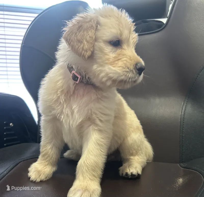 LIBERTY  – Goldendoodle puppy for sale in Paris, TX