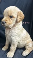 SKY , a female Goldendoodle and Golden Retriever for sale in Paris, TX – 4 of 4