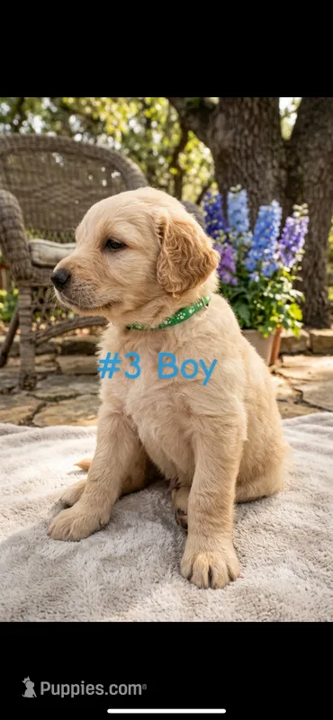 CHASE – Goldendoodle puppy for sale in Paris, TX