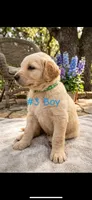 CHASE, a male Goldendoodle for sale in Paris, TX – 1 of 5