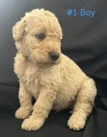 Rubble, a male Goldendoodle for sale in Paris, TX – 6 of 7