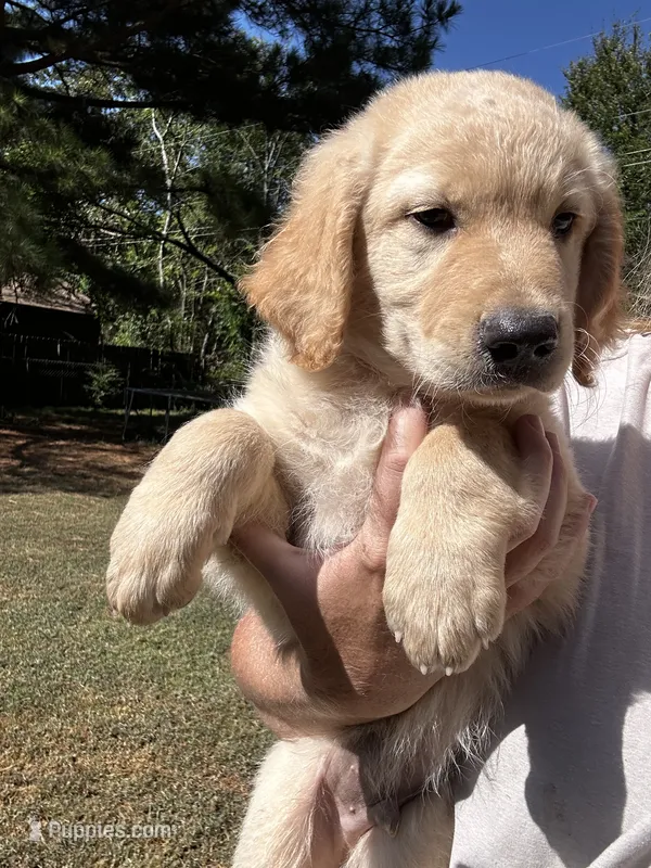 CHASE – Goldendoodle, Golden Retriever puppy for sale in Paris, TX
