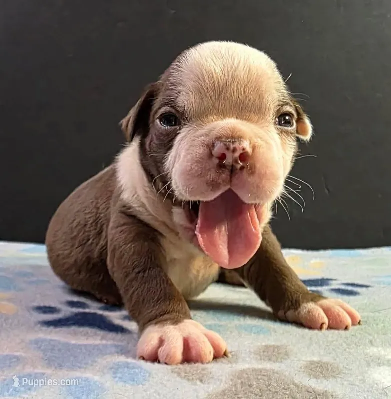 Chocolate male 2 – Olde English Bulldogge puppy for sale in Turlock, CA