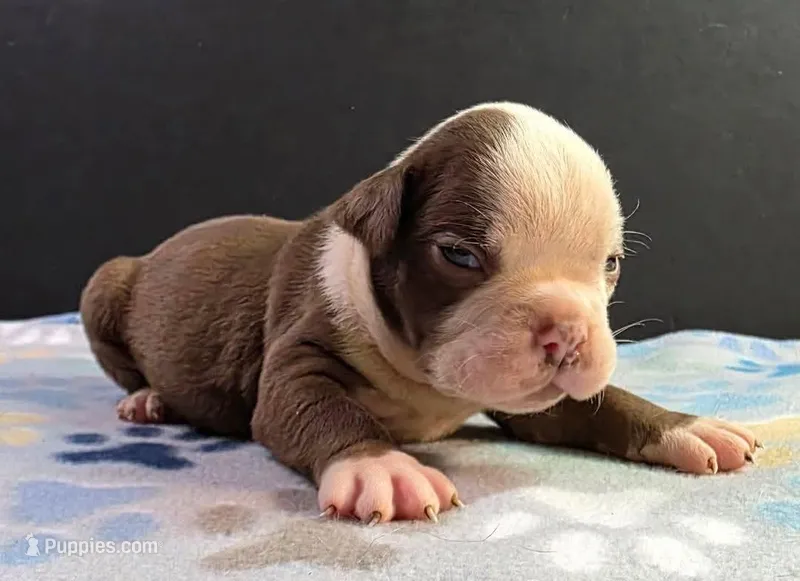 Chocolate male 2 – Olde English Bulldogge puppy for sale in Turlock, CA