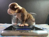 Chocolate male 2, a male Olde English Bulldogge for sale in Turlock, CA – Photo 2 of 4