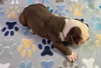 Chocolate male 2, a male Olde English Bulldogge for sale in Turlock, CA – Photo 4 of 4