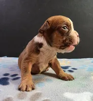 Female, a female Olde English Bulldogge for sale in Turlock, CA – Photo 2 of 4