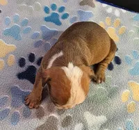 Female, a female Olde English Bulldogge for sale in Turlock, CA – Photo 4 of 4