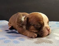 Female, a female Olde English Bulldogge for sale in Turlock, CA – Photo 1 of 4