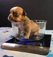 Female, a female Olde English Bulldogge for sale in Turlock, CA – Photo 3 of 4