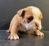Female fawn, a female Olde English Bulldogge for sale in Turlock, CA – Photo 2 of 3