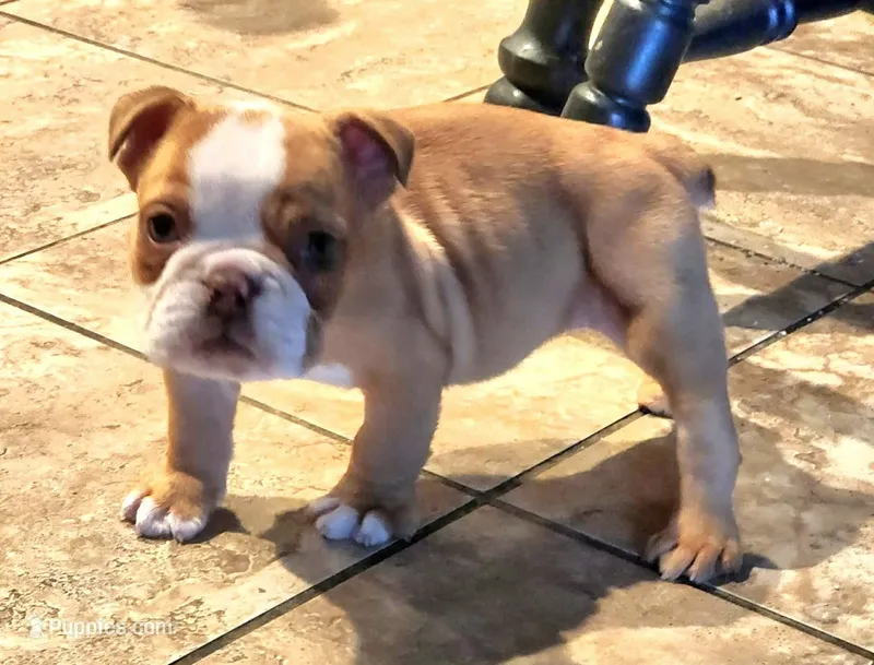 Female fawn – English Bulldog, Olde English Bulldogge puppy for sale in Turlock, CA