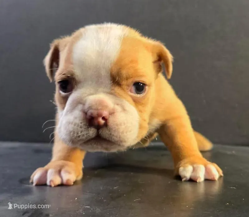 Female fawn, a female Olde English Bulldogge for sale in Turlock, CA – Photo 1 of 3