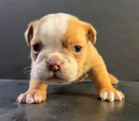 Female fawn, a female Olde English Bulldogge for sale in Turlock, CA – Photo 1 of 3
