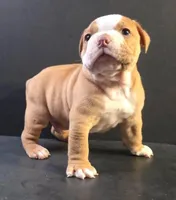 Female fawn, a female Olde English Bulldogge for sale in Turlock, CA – Photo 3 of 3