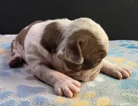 Chocolate ticked female, a male Olde English Bulldogge for sale in Turlock, CA – Photo 2 of 4