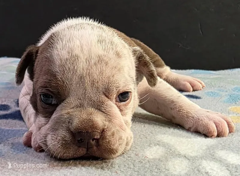 Chocolate ticked female, a male Olde English Bulldogge for sale in Turlock, CA – Photo 1 of 4
