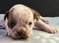 Chocolate ticked female, a male Olde English Bulldogge for sale in Turlock, CA – Photo 1 of 4