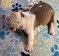 Chocolate ticked female, a male Olde English Bulldogge for sale in Turlock, CA – Photo 4 of 4