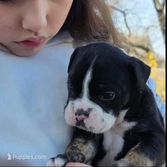 Black male trindle, a male Olde English Bulldogge for sale in Turlock, CA – Photo 2 of 4