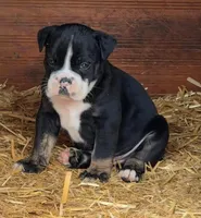 Black male trindle, a male Olde English Bulldogge for sale in Turlock, CA – Photo 1 of 4