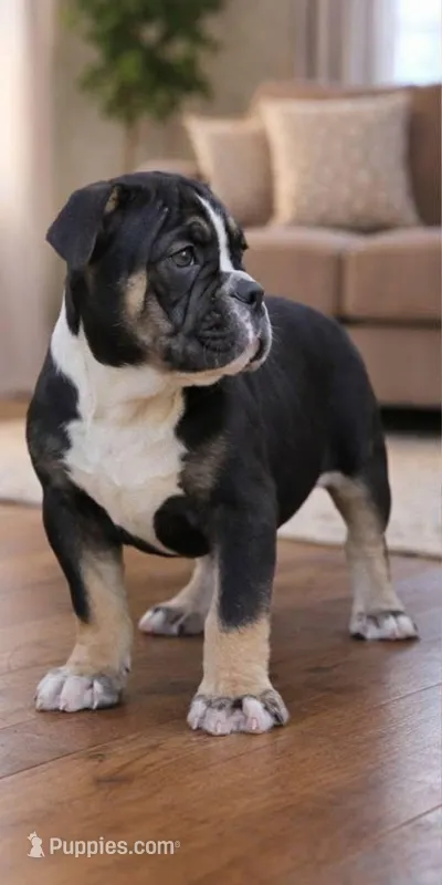 Black female trindle – Olde English Bulldogge puppy for sale in Turlock, CA