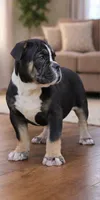 Black female trindle, a female Olde English Bulldogge for sale in Turlock, CA – Photo 3 of 6