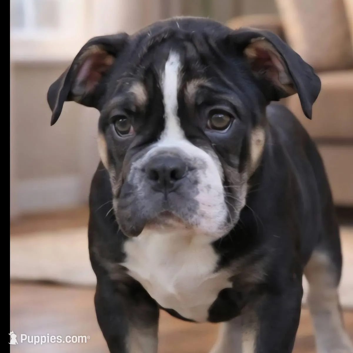 Black female trindle, a female Olde English Bulldogge for sale in Turlock, CA – Photo 2 of 6