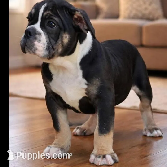 Black female trindle – Olde English Bulldogge puppy for sale in Turlock, CA
