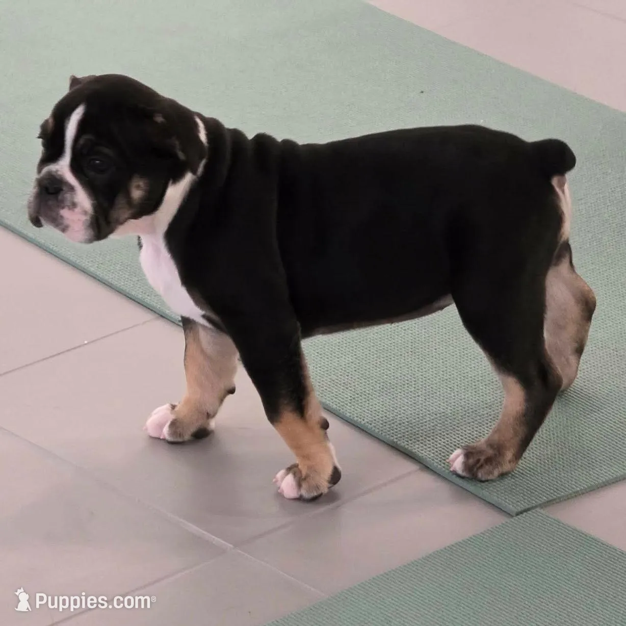 Black female trindle – Olde English Bulldogge puppy for sale in Turlock, CA