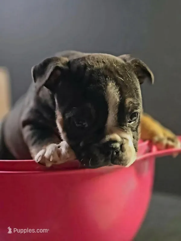 Black female trindle