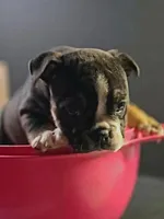 Black female trindle, a female Olde English Bulldogge for sale in Turlock, CA – Photo 1 of 6