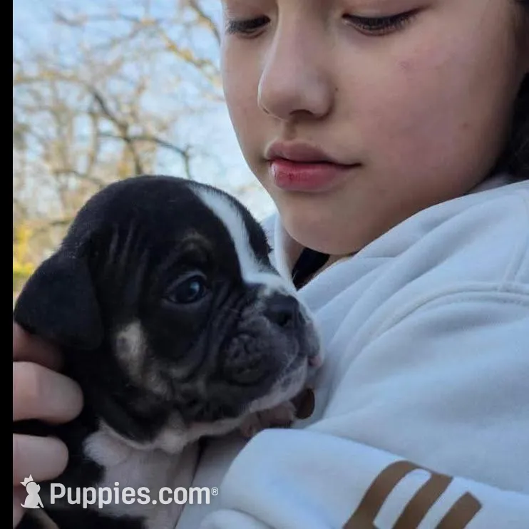 Black female trindle, a female Olde English Bulldogge for sale in Turlock, CA – Photo 4 of 6