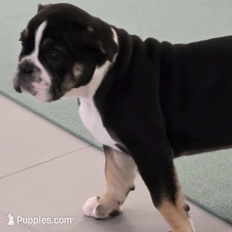 Black female trindle, a female Olde English Bulldogge for sale in Turlock, CA – Photo 4 of 6